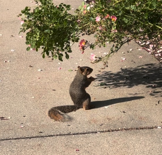 MSU campus life